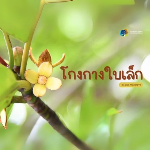 🍃โกงกางใบเล็ก🌿