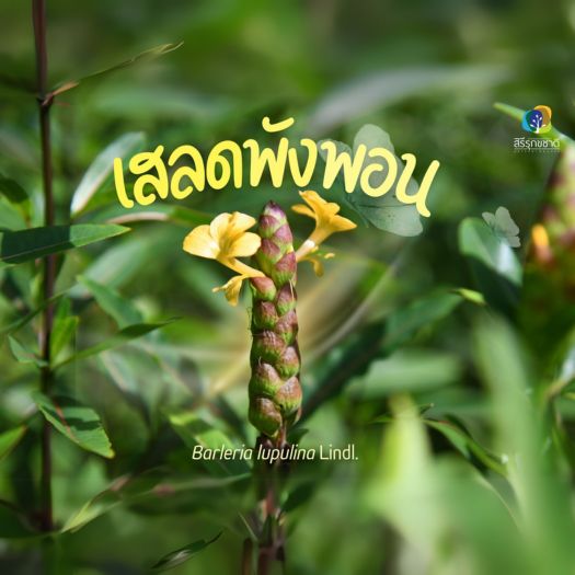 🌼เสลดพังพอน🌼