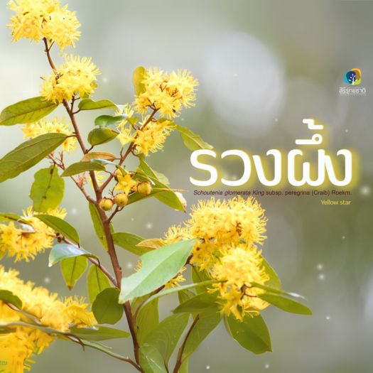 ✨ต้นรวงผึ้ง✨