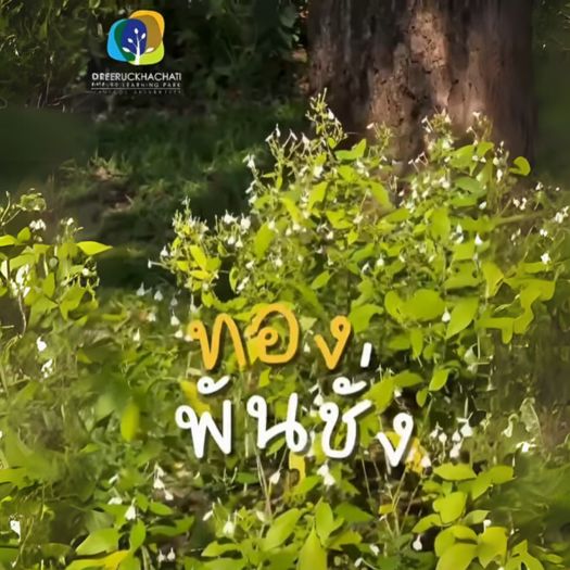 🍃ทองพันชั่งสมุนไพรใกล้ตัว🍃