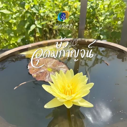 “บัวอุดมกาญจน์” ความงดงามที่บานสะพรั่งแห่งเกียรติและความภาคภูมิใจ”🌿✨