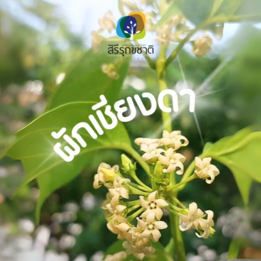 🌿ผักเชียงดา สมุนไพรคู่ครัวเรือน🥬🍃