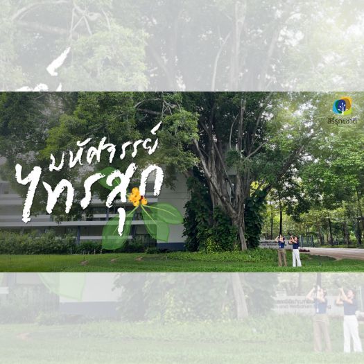 ✨มหัศจรรย์...ไทรสุก🌲