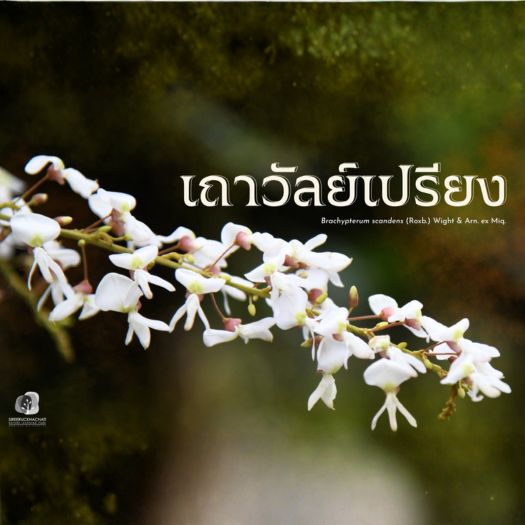 🌿ชวนรู้จัก “เถาวัลย์เปรียง”